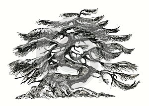 Pine tree. Bonsai with large branches.