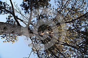 Pine tree bottom view and blue sky