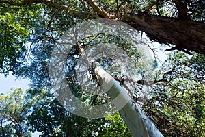 Pine tree bottom view, branches. Forest
