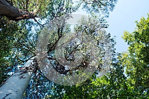 Pine tree bottom view, branches. Forest
