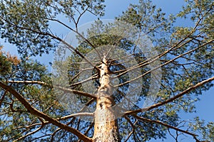 Pine tree, bottom view