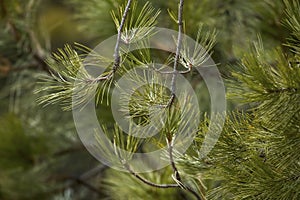 Pine tree boughs from a pine tree