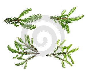 Pine tree branch.