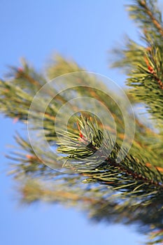 Pine tree branch