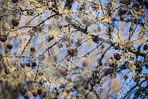 Pine tree branch above blue clear sky background