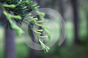 Pine Tree Branch Background