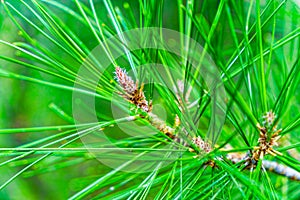 Pine Tree Branch with Bright Green Needles Close Up