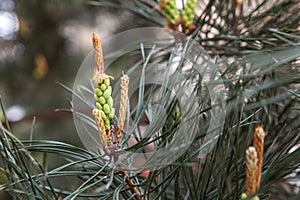 Pine tree branch, buds and cones, copyspace