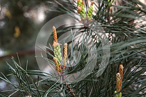 Pine tree branch, buds and cones, copyspace