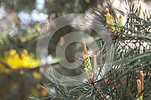Pine tree branch, buds and cones, copyspace