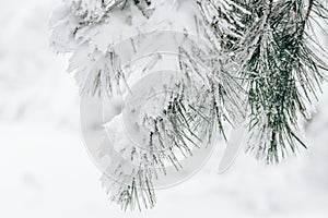 Pine tree branch closeup covered in fresh white snow