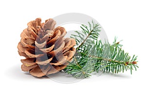 Pine tree branch and cone