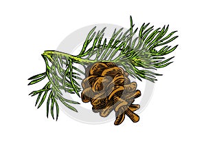 Pine tree branch with cone