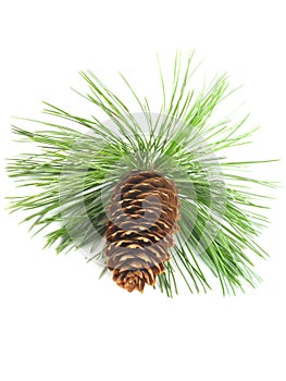 Pine Tree Branch And Cone