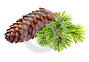 Pine tree branch with cone