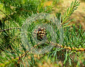 Pine tree branch with a cone illuminated by sunlight