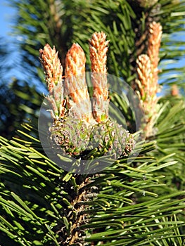 Pine tree branch with cone, Lithuania