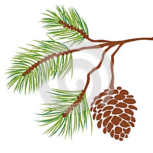 Pine tree branch and cone vector photo