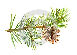 Pine tree branch with cone. Watercolor photo
