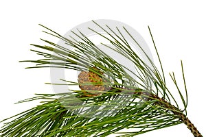 Pine tree branch and cones.