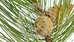 Pine tree branch and cones.