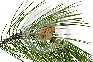 Pine tree branch and cones.