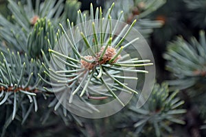 Pine tree branch with cones