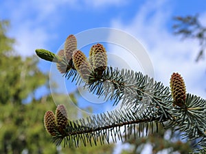 Pine tree branch with cones