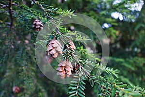 Pine tree branch with cones