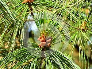 Pine tree branch with cones