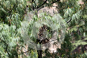 pine tree branch with cones