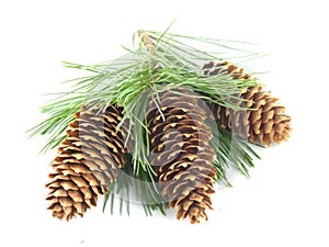 Pine Tree Branch And Cones