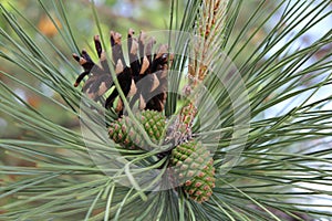 Pine tree branch with cones