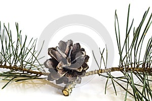 Pine tree branch and cones