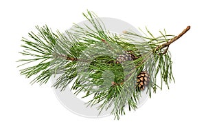 Pine tree branch and cones