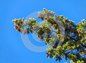 Pine tree branch with cones - blue sky