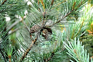 Pine tree branch with cones. Christmas tree. Green and brown photo background. Seasonal greetings image, winter holidays