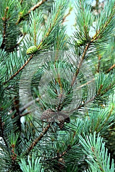 Pine tree branch with cones. Christmas tree. Green and brown photo background. Seasonal greetings image, winter holidays