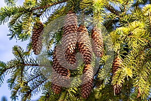 Pine tree branch with cones close up