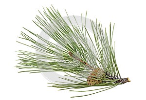 Pine tree branch and cones isolated on white background