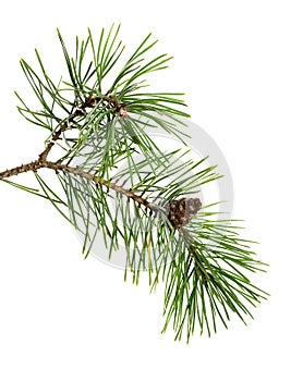 Pine tree branch with cones isolated on white