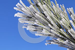 Pine-tree branch covered with frost