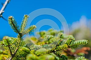 Pine tree branch detail