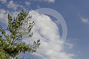 Pine tree branch with differing new and old tip and strobile in early summer, district Drujba