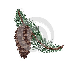 Pine tree branch with evergreen needles and cone. Coniferous twig with pinecone. Realistic botanical vintage drawing of