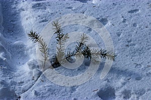 Pine tree branch fallen into deep snow