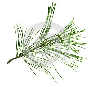 Pine tree branch. Fir twigs with green needles isolated. Winter holiday evergreen decoration, spruce. Cones, pine branch