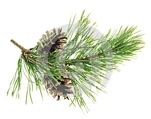 Pine tree branch. Fir twigs with green needles isolated. Winter holiday evergreen decoration, spruce. Cones, pine branch