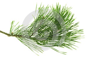 Pine tree branch. Fir twigs with green needles isolated. Winter holiday evergreen decoration, spruce. Cones, pine branch