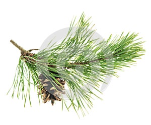 Pine tree branch. Fir twigs with green needles isolated. Winter holiday evergreen decoration, spruce. Cones, pine branch